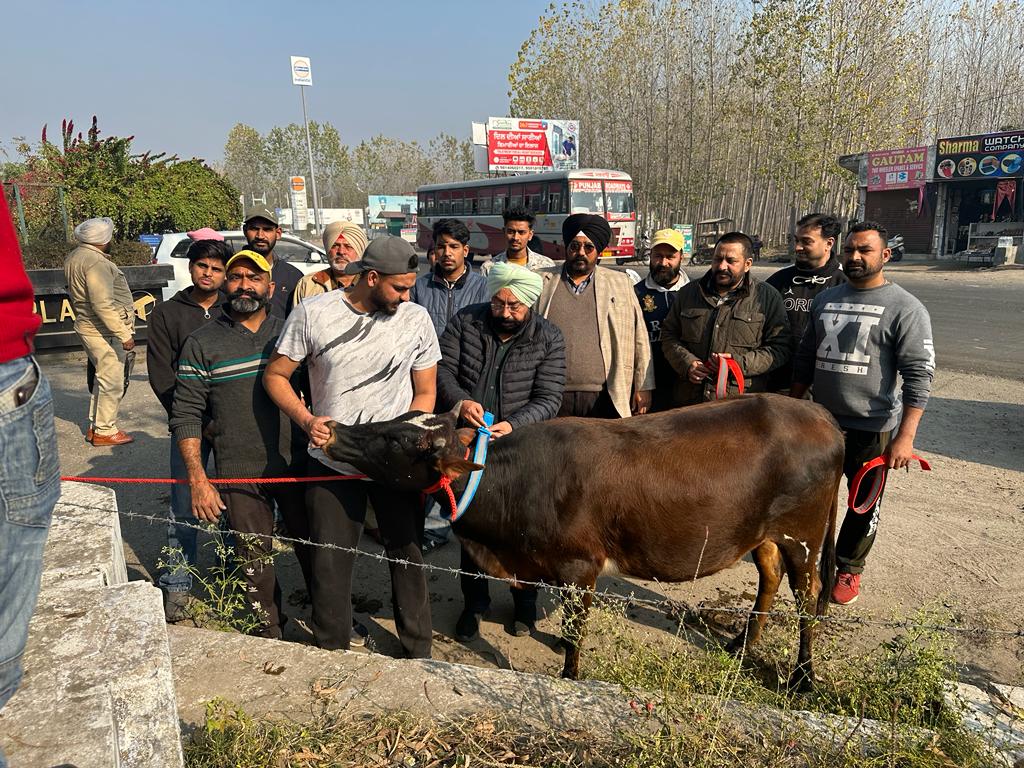RTO started a campaign to put radium reflector tape bands around the necks of stray animals.